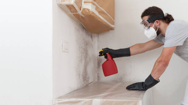 Professional Attic Mold Remediation technician working in Melrose Park, IL