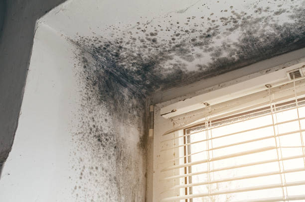 Affordable Attic Mold Remediation solutions in Melrose Park, IL